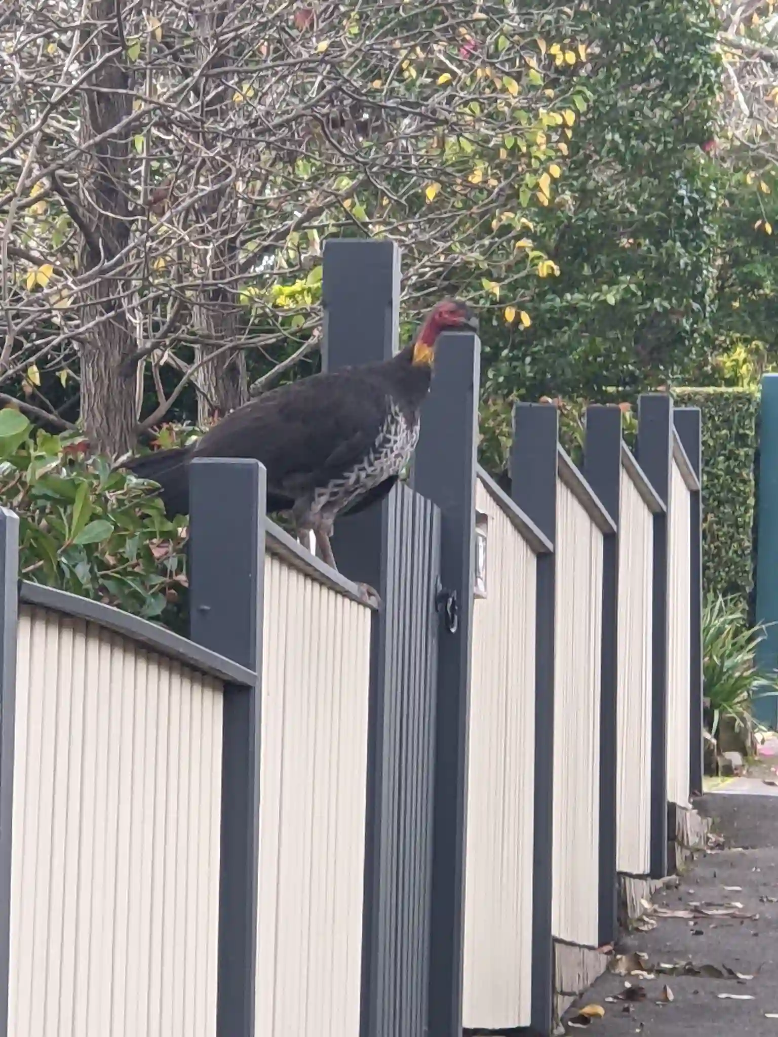Bush Turkey