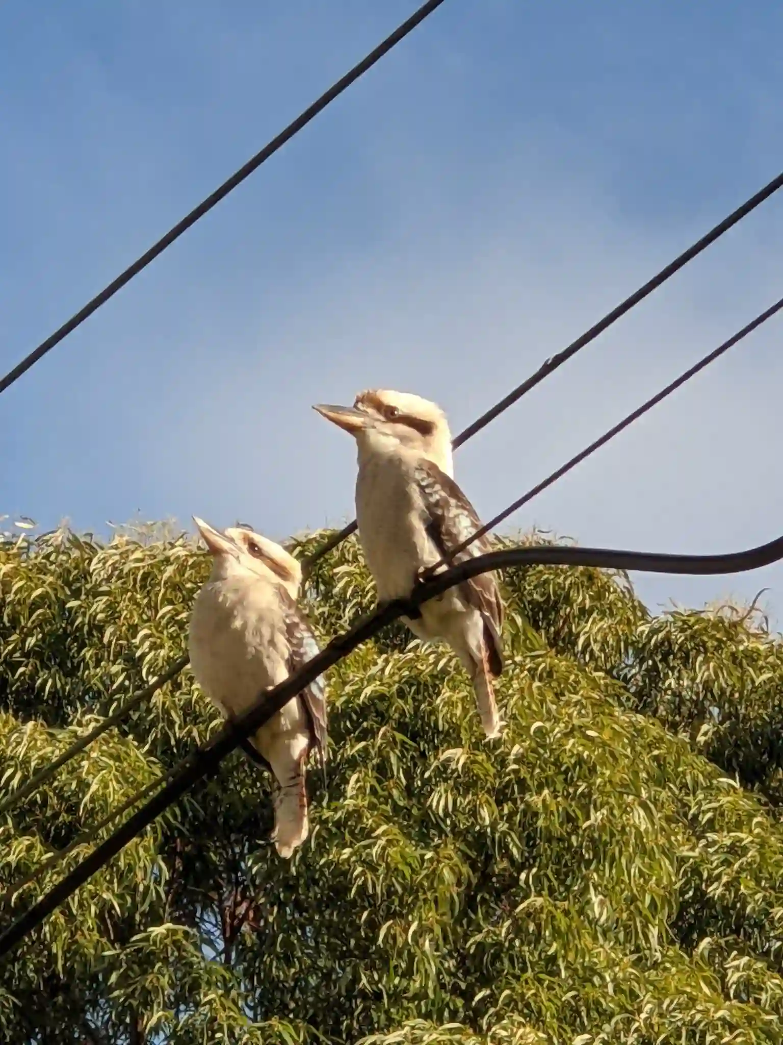 Kookaburra