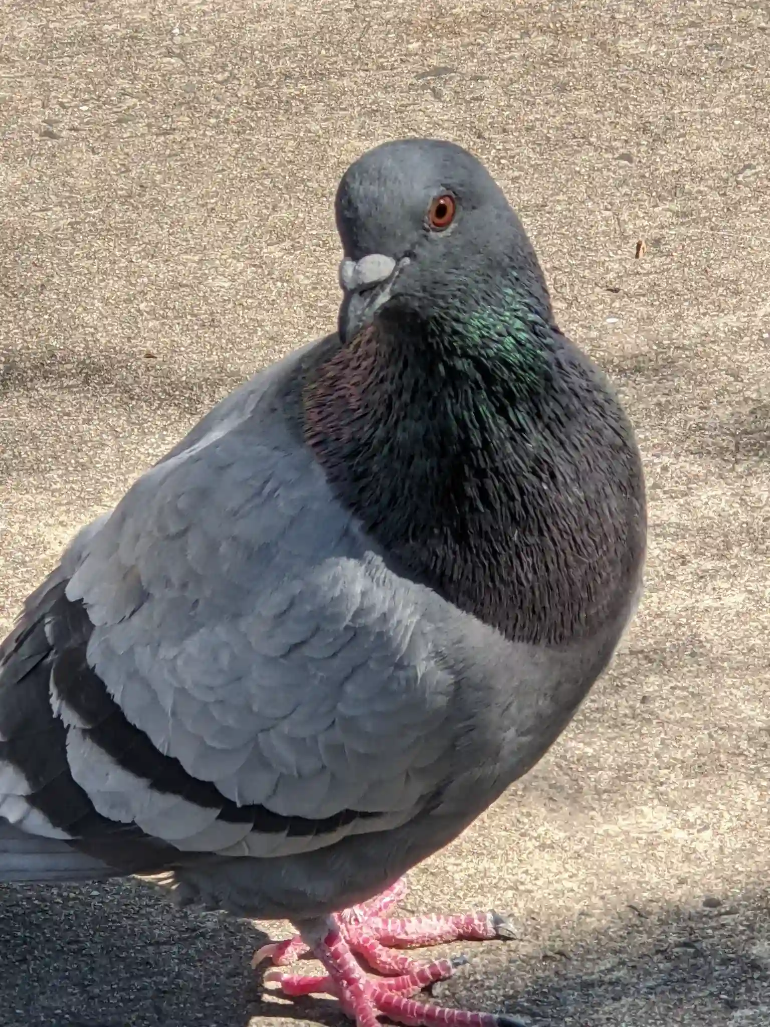 Pigeon